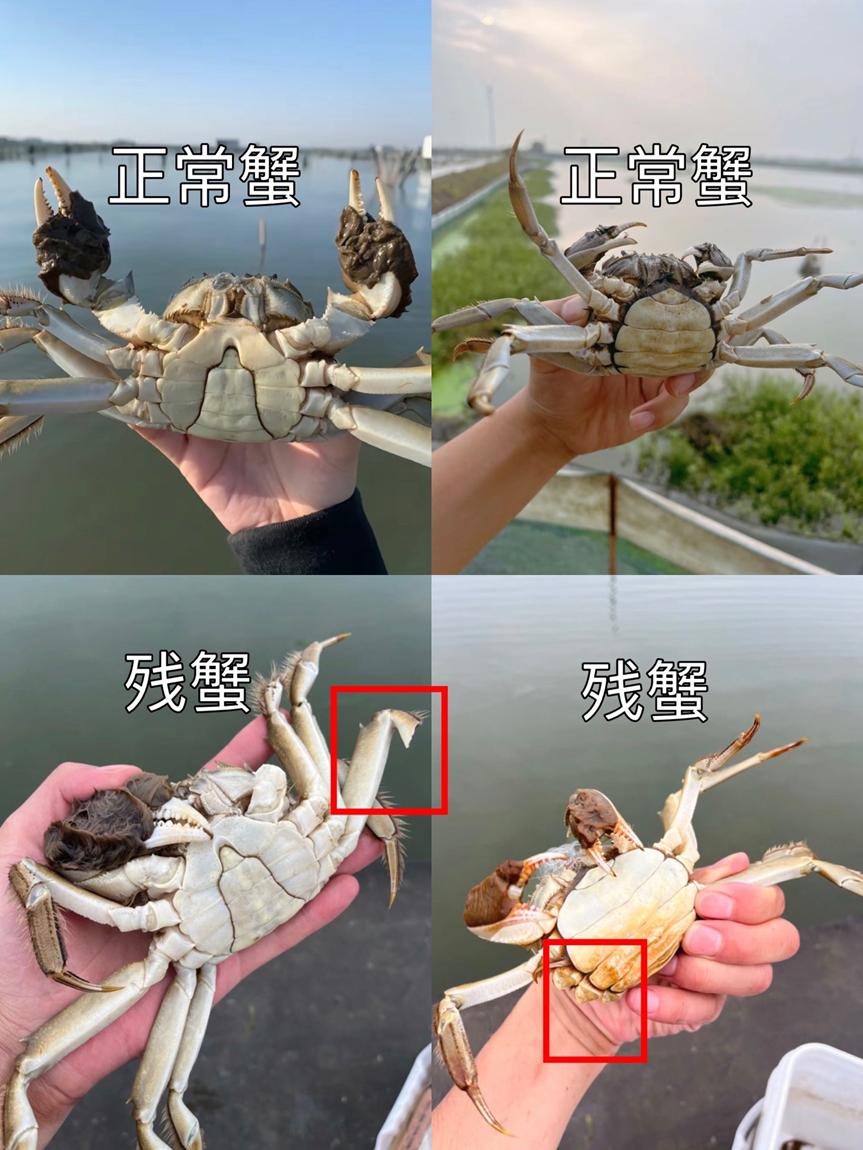 图片[1]-小红书残蟹项目全套细节玩法，复制就能出单的实操复盘 全文1W字- 小鲸副业资源网
